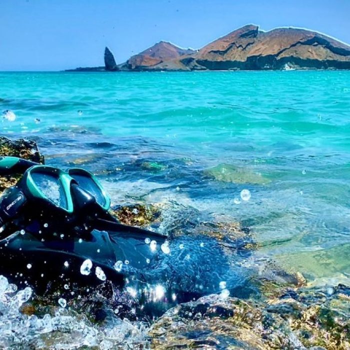 Snorkle480x720